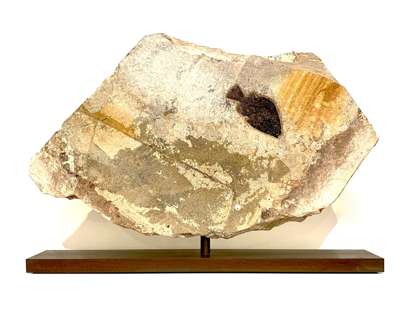 Rotating fossilised fish plate. Green River Formation, Wyoming. Circa 50 Million Years Old. Sold with bespoke steel display stand

Natural History. From rare dinosaur skulls and Stone Age tools to the world’s earliest animals that date back