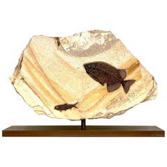 'Jack and Jill' Rotating Fossilised Fish Plate 