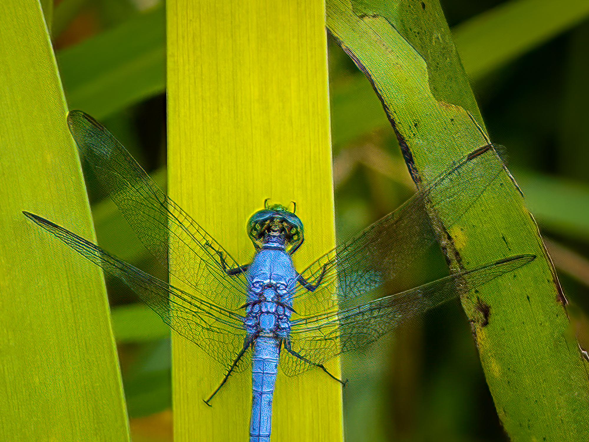 Photographie libellule 16 x 12 pouces édition de 20 Libellule Nature 2024 - Vert Color Photograph par Jack Hart