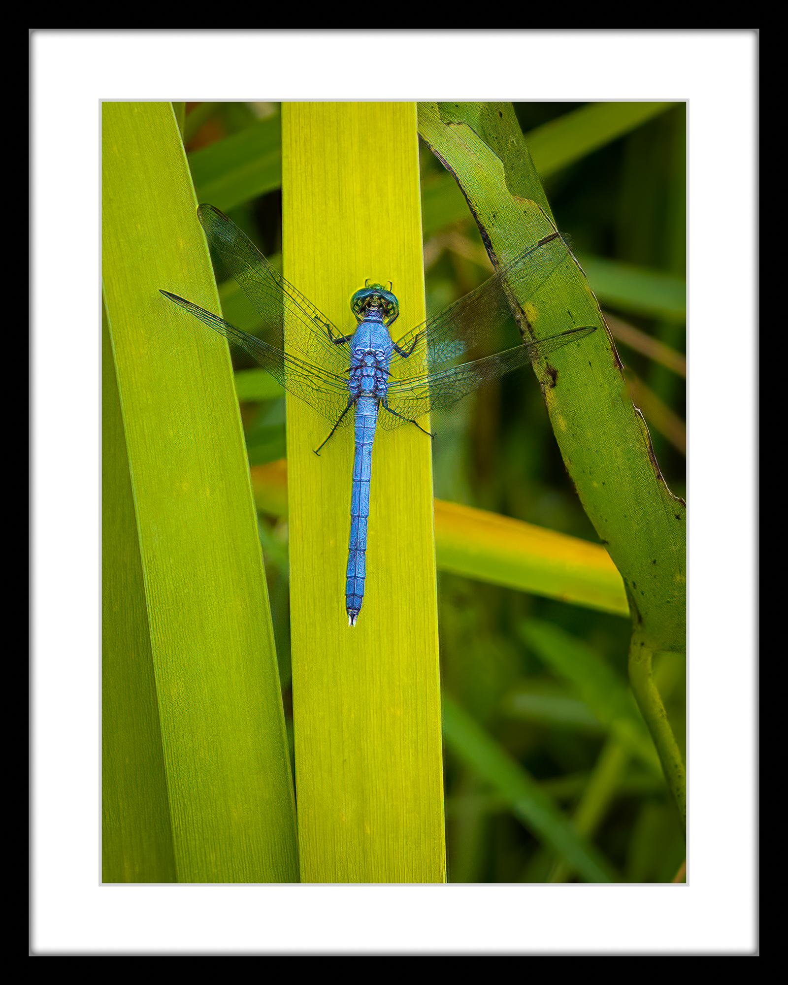 Photographie libellule 16 x 12 pouces édition de 20 Libellule Nature 2024 en vente 2