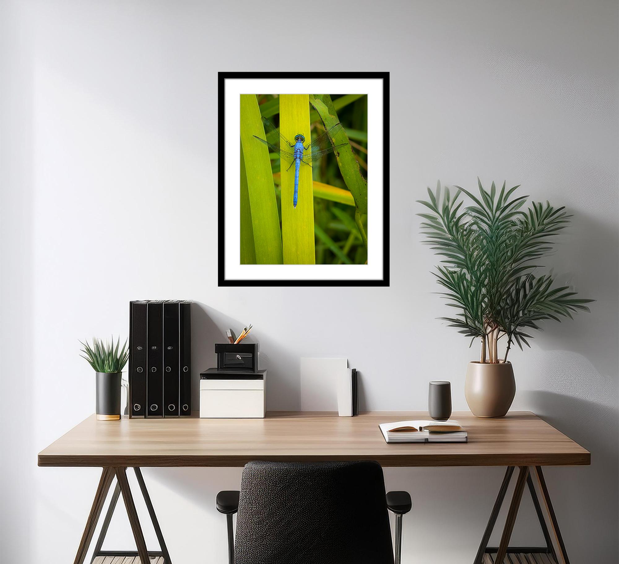 Photographie libellule 16 x 12 pouces édition de 20 Libellule Nature 2024 en vente 4