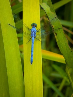 “Dragonfly” Photography 16” x 12” in Edition of 20 Dragonfly Nature 2024