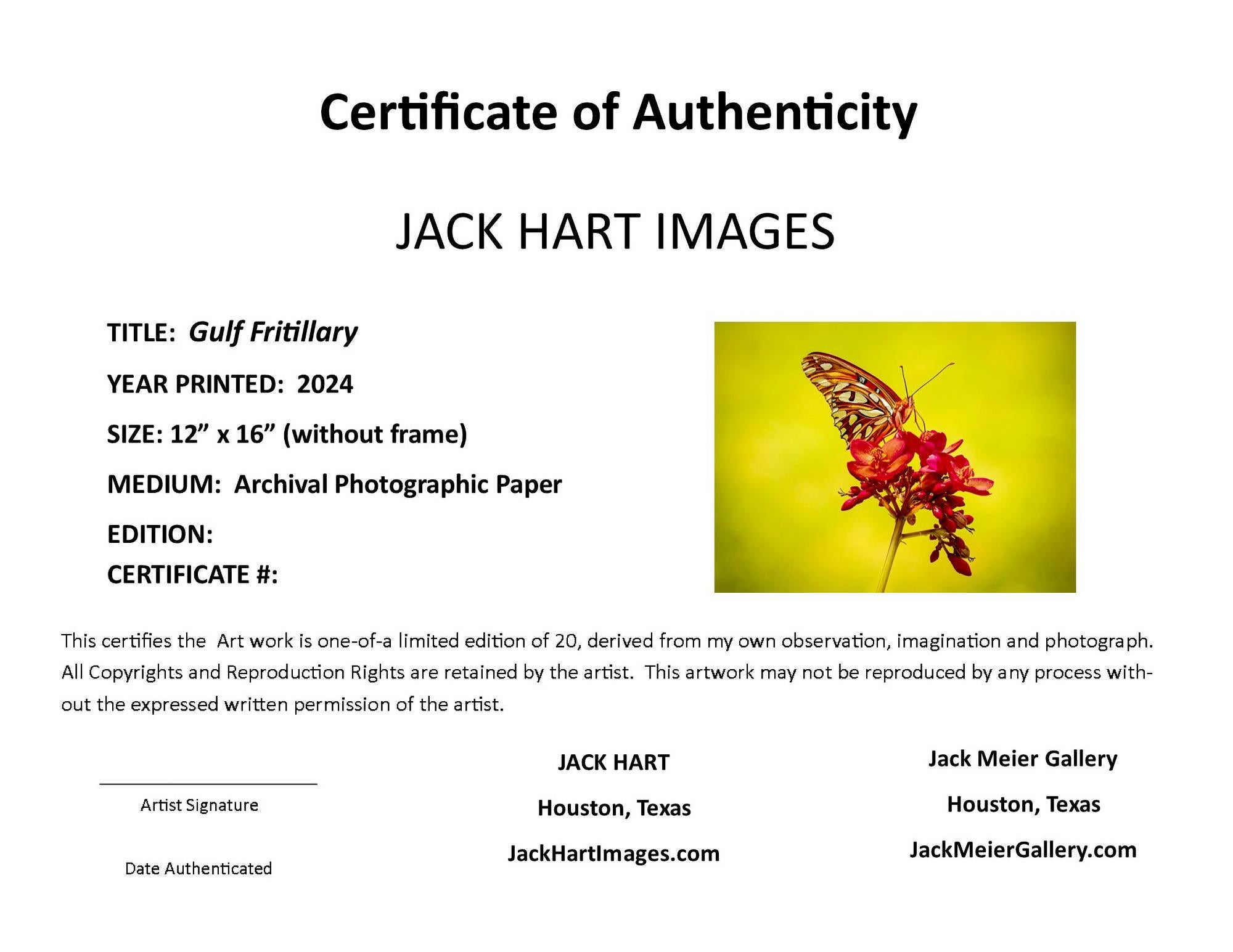 “Gulf Fritillary” Photography 12” x 16” in Edition of 20 Butterfly Nature 2024 - Yellow Color Photograph by Jack Hart