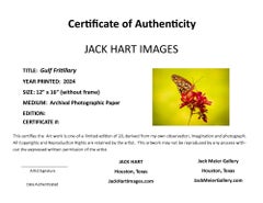 “Gulf Fritillary” Photography 12” x 16” in Edition of 20 Butterfly Nature 2024