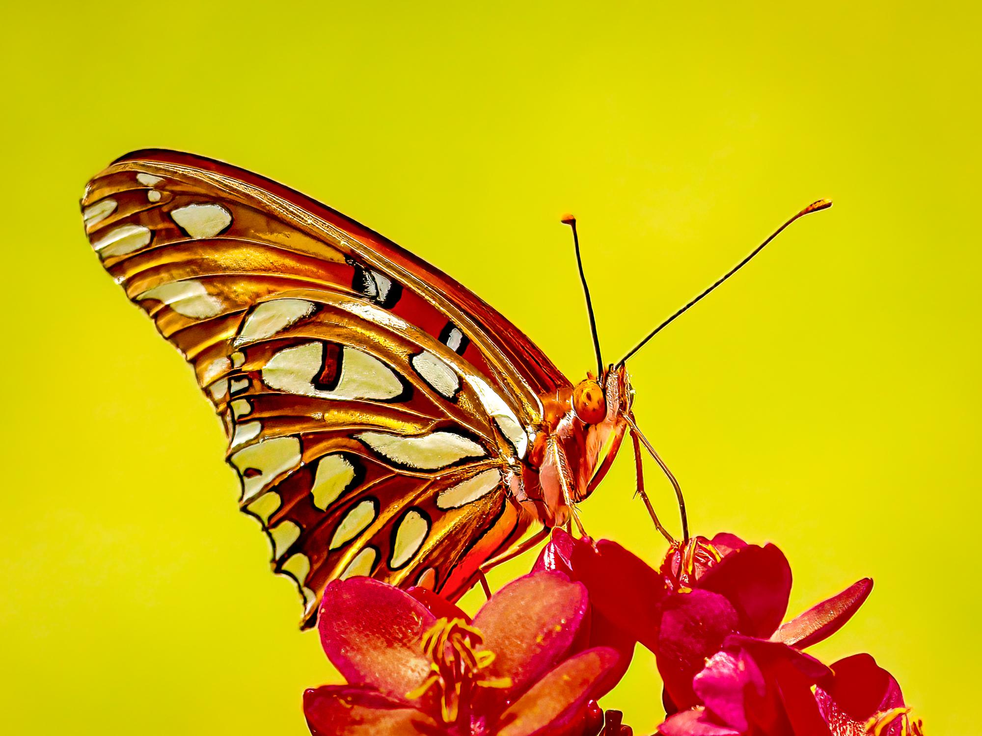 “Gulf Fritillary” Photography 12” x 16” in Edition of 20 Butterfly Nature 2024 For Sale 2