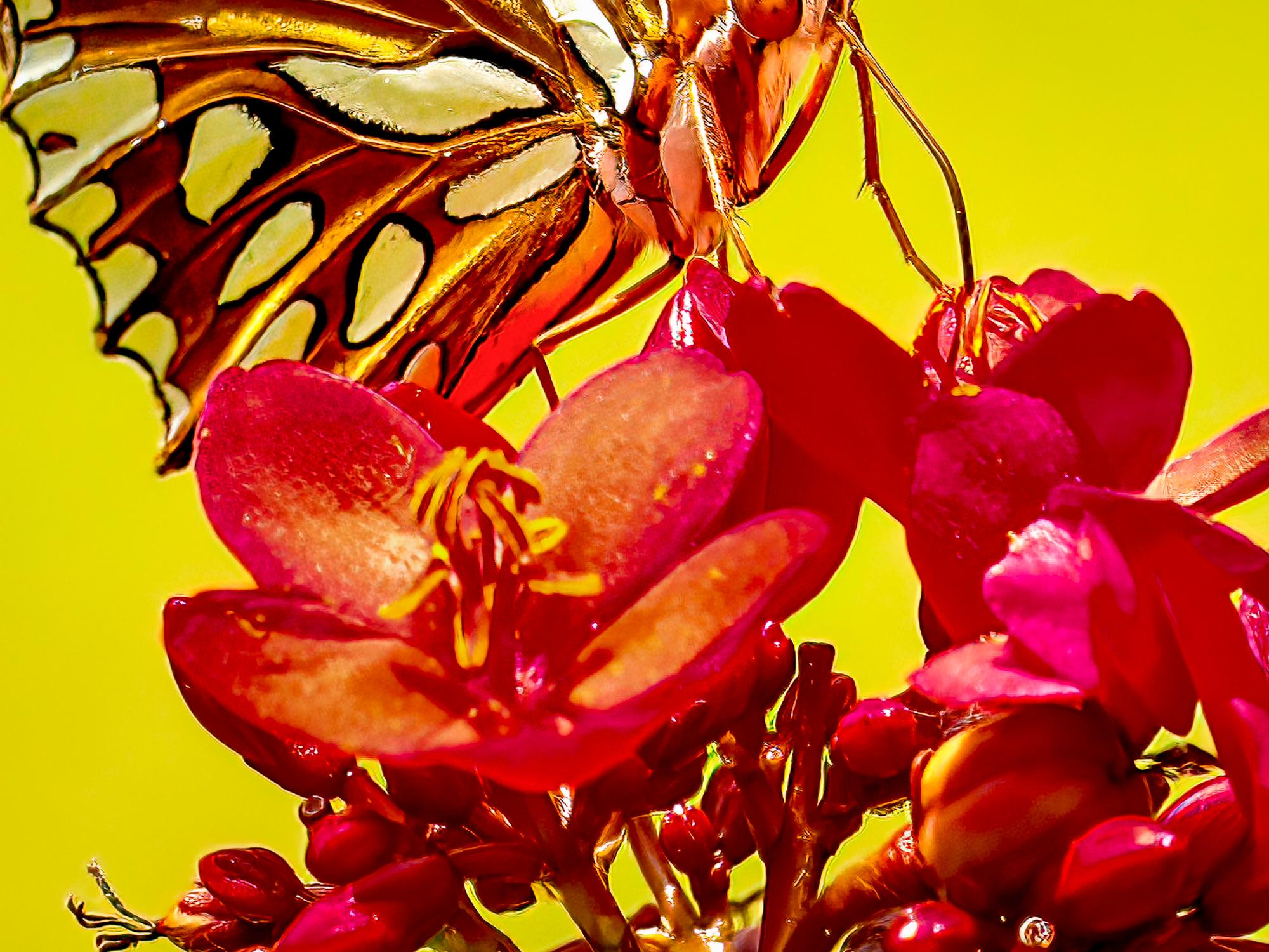 “Gulf Fritillary” Photography 12” x 16” in Edition of 20 Butterfly Nature 2024 For Sale 4