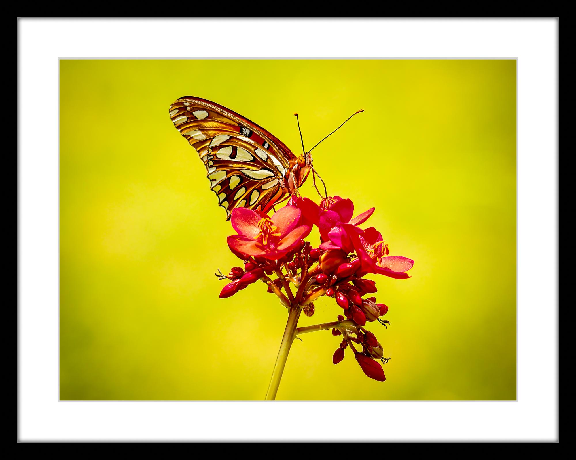 “Gulf Fritillary” Photography 12” x 16” in Edition of 20 Butterfly Nature 2024 For Sale 5