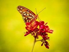 “Gulf Fritillary” Photography 12” x 16” in Edition of 20 Butterfly Nature 2024