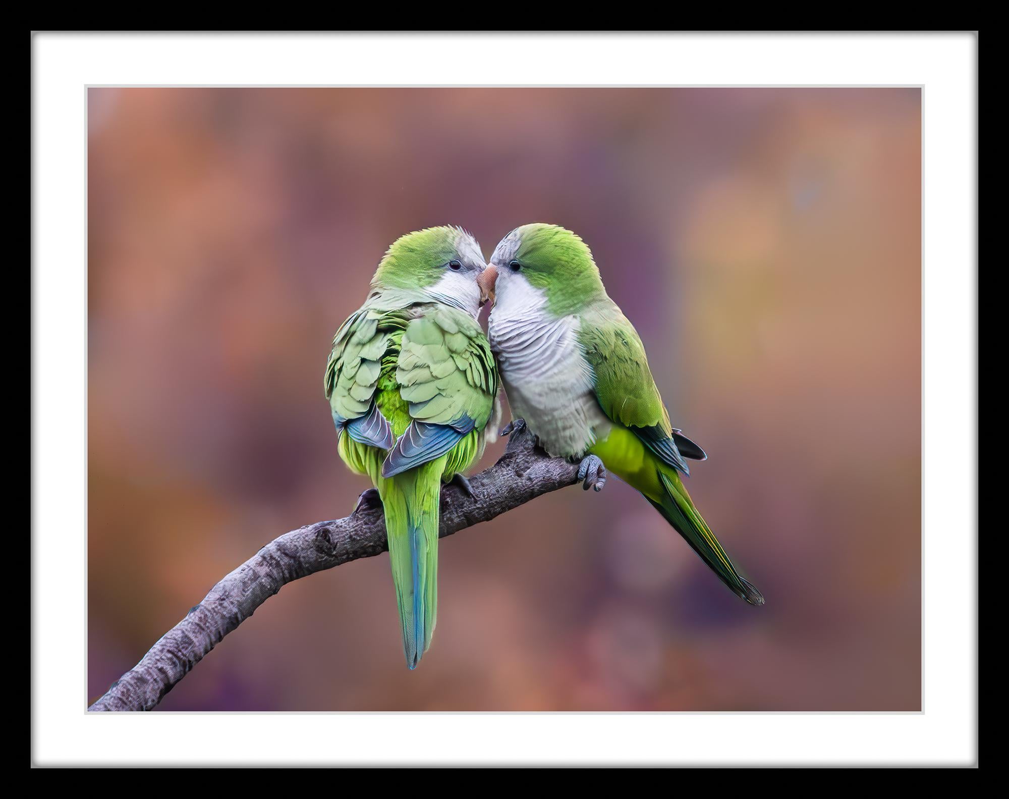 Photographie d'oiseaux d'amour 12 x 16 Tirage individuel de 20 exemplaires Birds Nature - Marron Color Photograph par Jack Hart