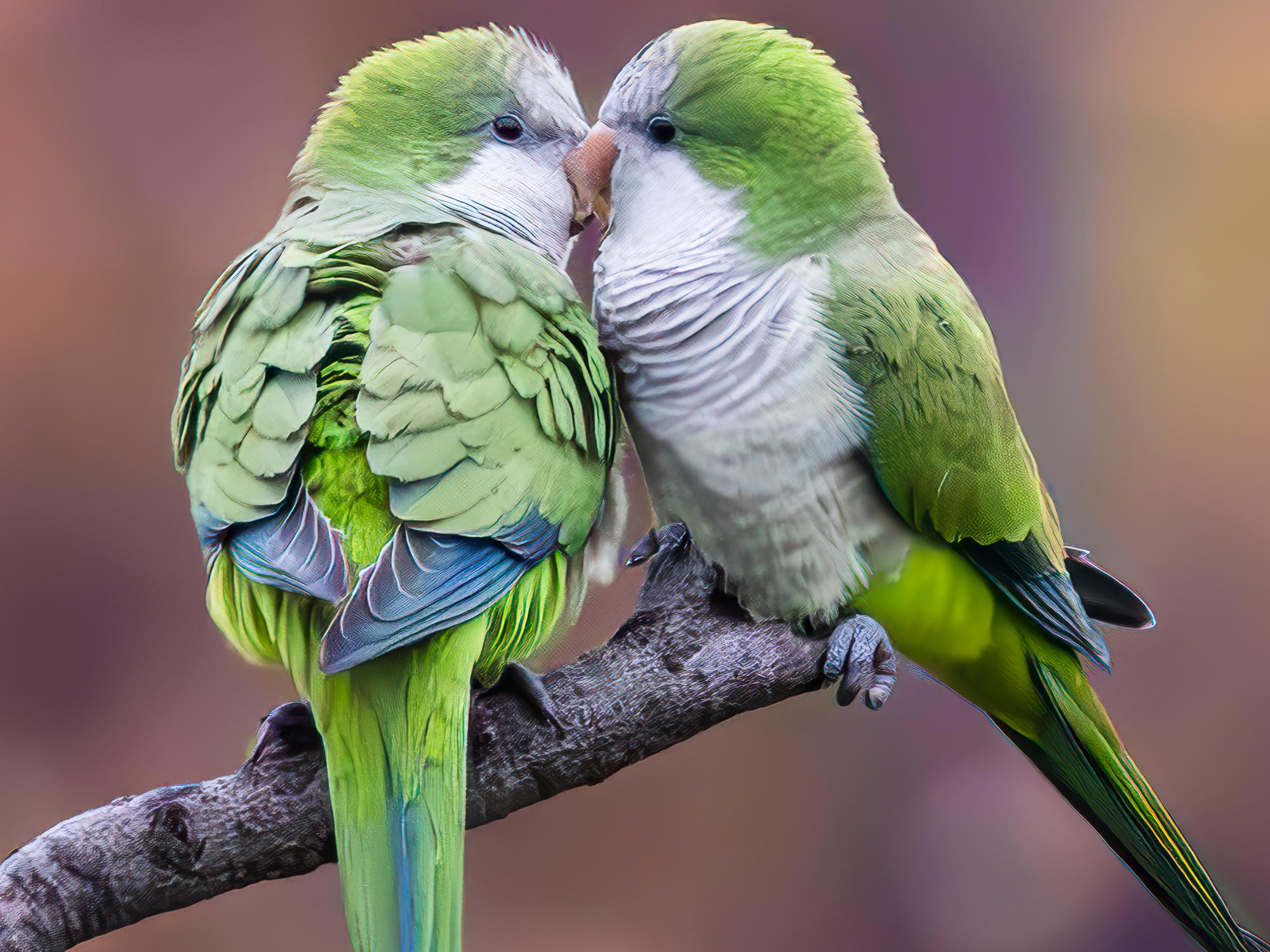 Photographie d'oiseaux d'amour 12 x 16 Tirage individuel de 20 exemplaires Birds Nature en vente 1