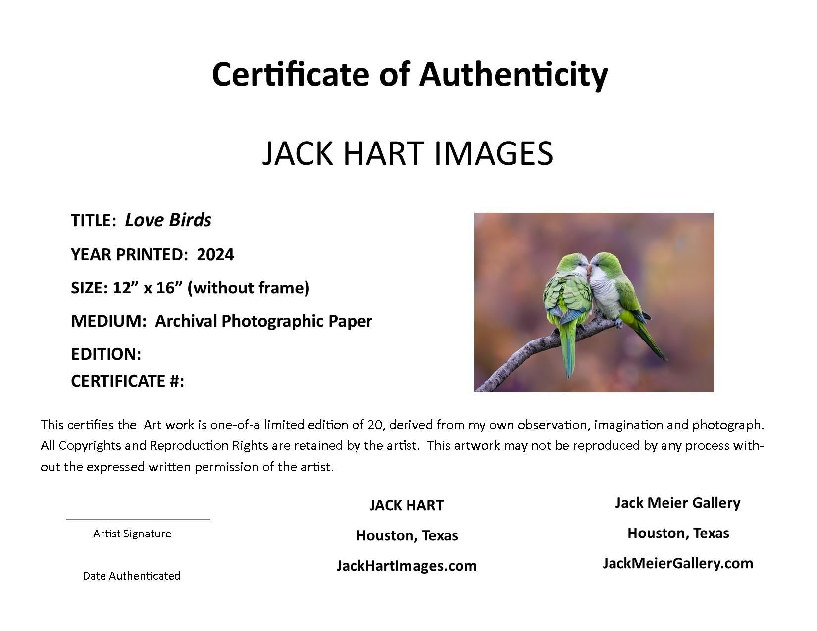 Photographie d'oiseaux d'amour 12 x 16 Tirage individuel de 20 exemplaires Birds Nature en vente 4