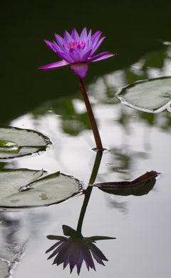 Purple Lily . Printed on Aluminum Dibond Photograph. Limited Edition Nature