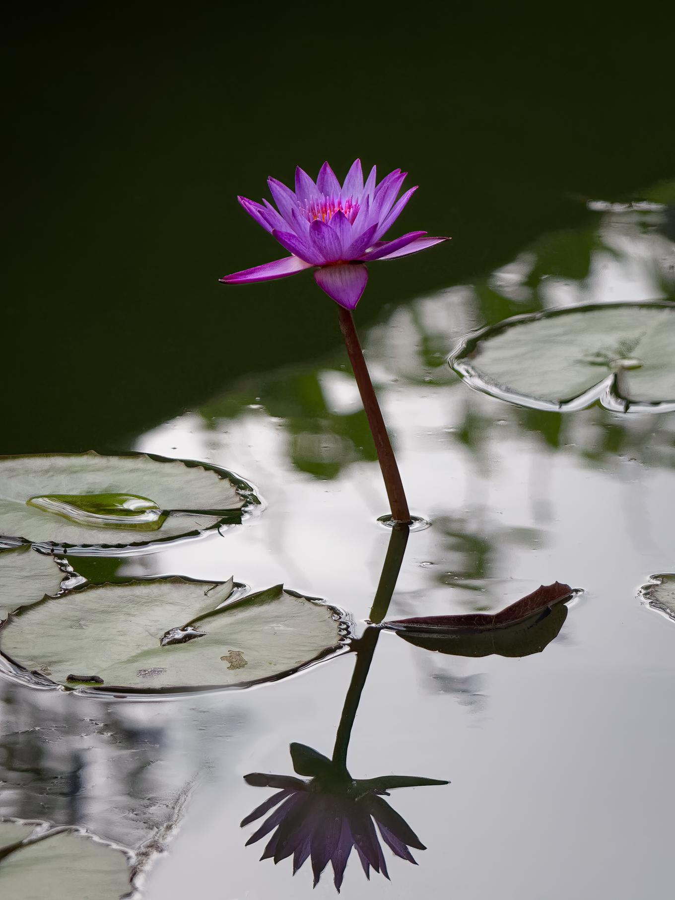 Purple Lily . Printed on Aluminum Dibond Photograph. Limited Edition Nature