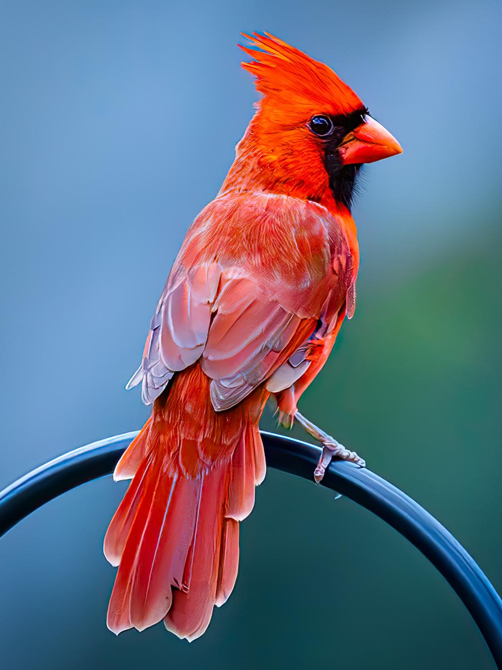 Cardenal Rojo Impreso en Aluminio Dibond Fotografía. Edición limitada Cardenal - Photograph de Jack Hart