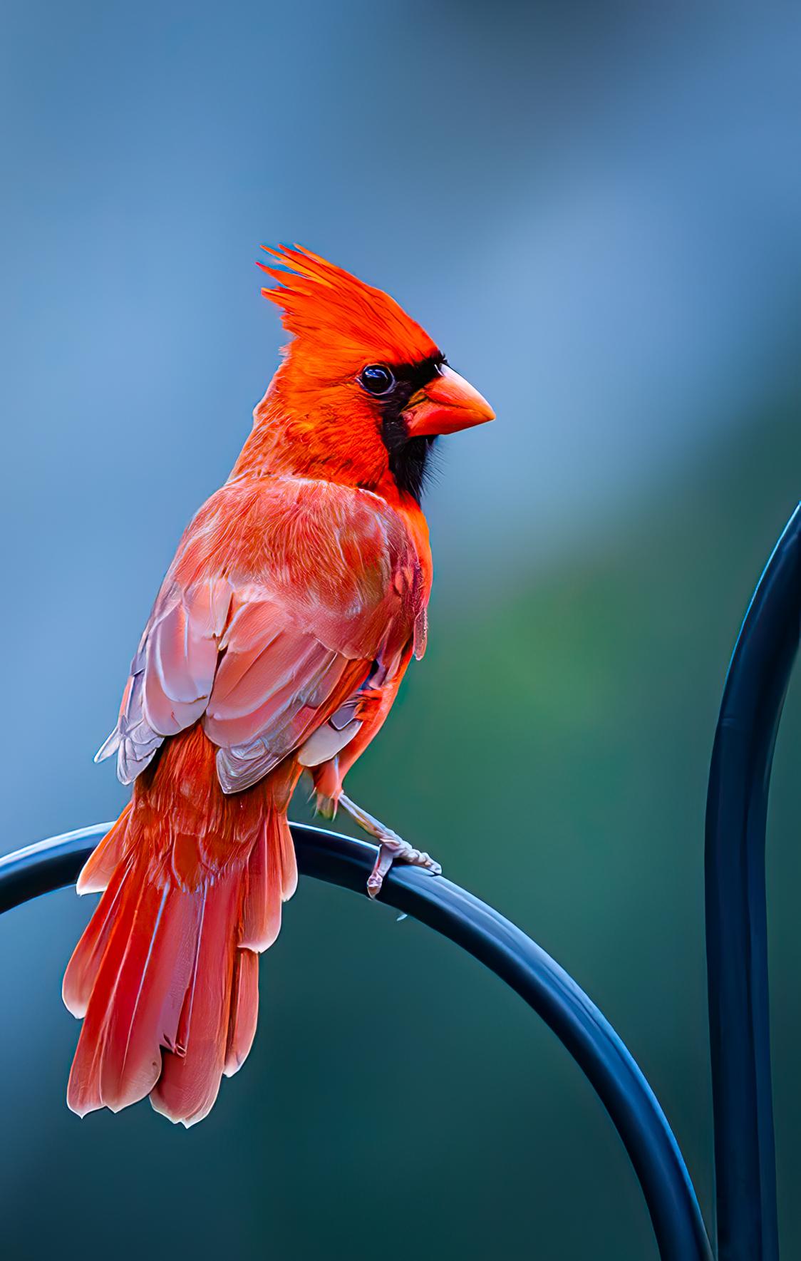 Cardenal Rojo Impreso en Aluminio Dibond Fotografía. Edición limitada Cardenal - Photograph Fotorrealista de Jack Hart