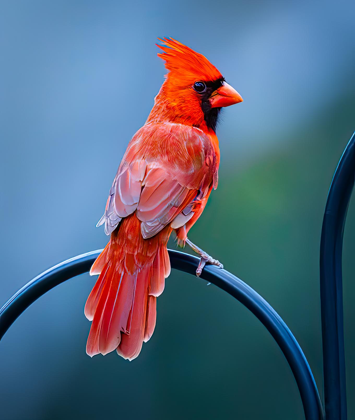 Cardenal Rojo Impreso en Aluminio Dibond Fotografía. Edición limitada Cardenal - Color Photograph Azul de Jack Hart