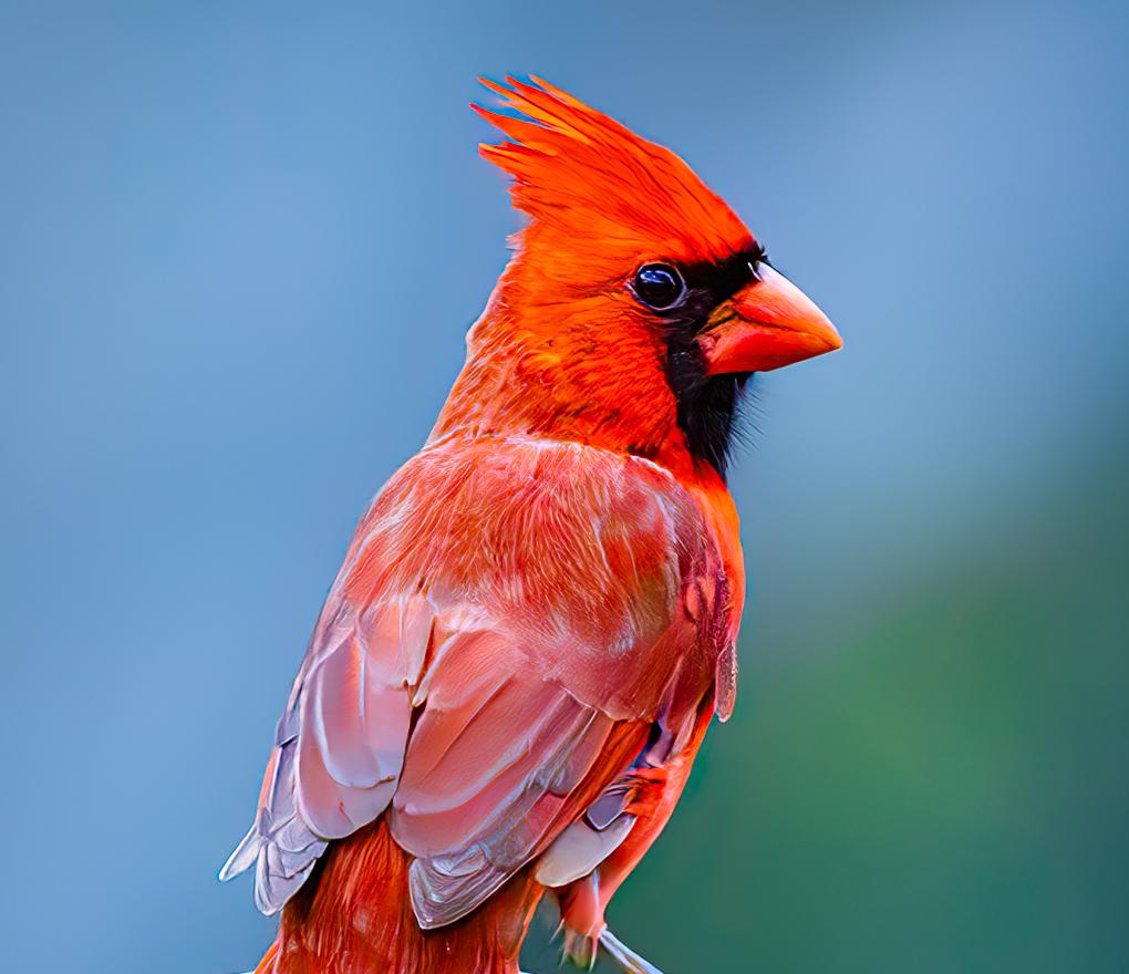 Cardenal Rojo Impreso en Aluminio Dibond Fotografía. Edición limitada Cardenal en venta 1