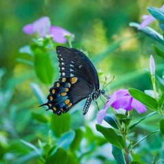 Spicebush Butterfly Printed on Aluminum Dibond Photograph. Limited Edition