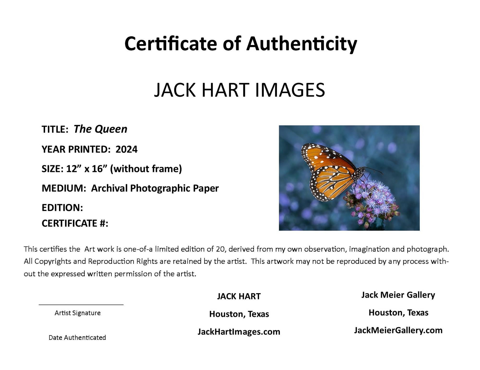 The Queen Fotografie 12 x 16 in Auflage von 20 Schmetterling Nature 2024 – Photograph von Jack Hart