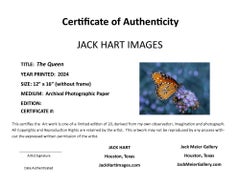 "The Queen" Fotografia 12" x 16" in edizione di 20 Butterfly Nature 2024