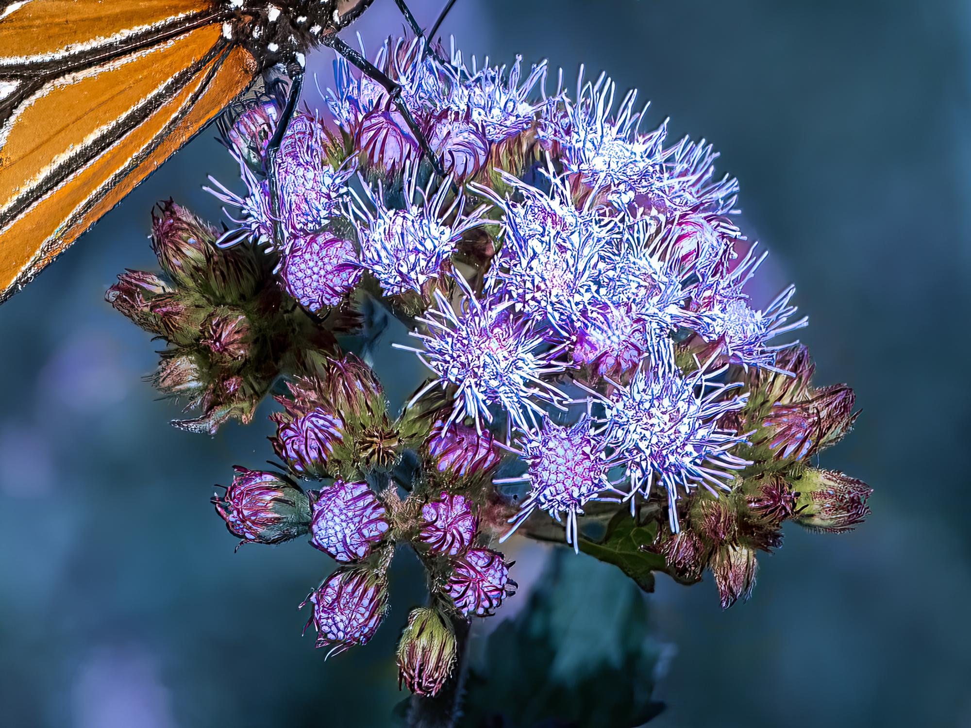 The Queen Fotografie 12 x 16 in Auflage von 20 Schmetterling Nature 2024 im Angebot 1