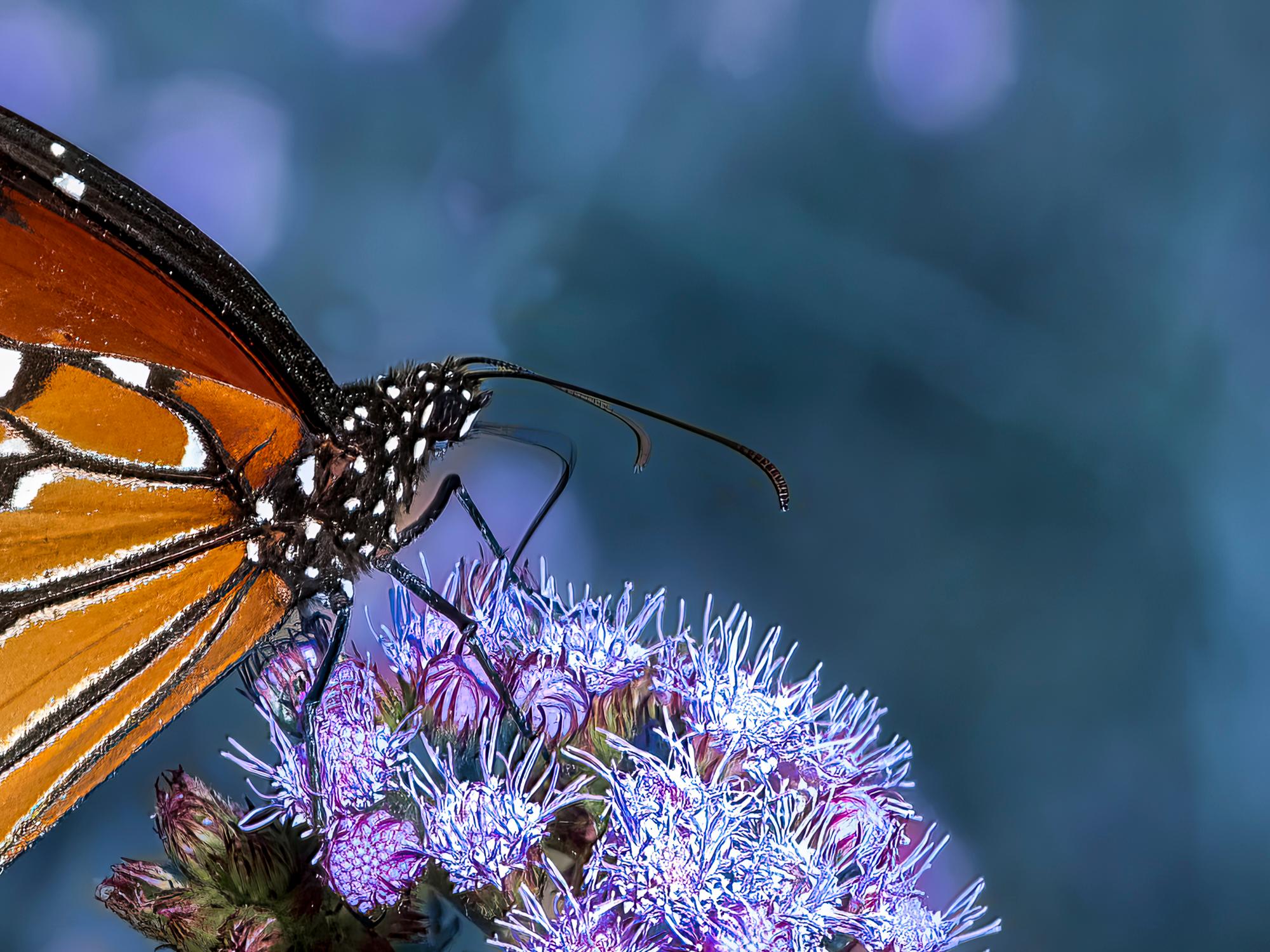 The Queen Fotografie 12 x 16 in Auflage von 20 Schmetterling Nature 2024 im Angebot 2