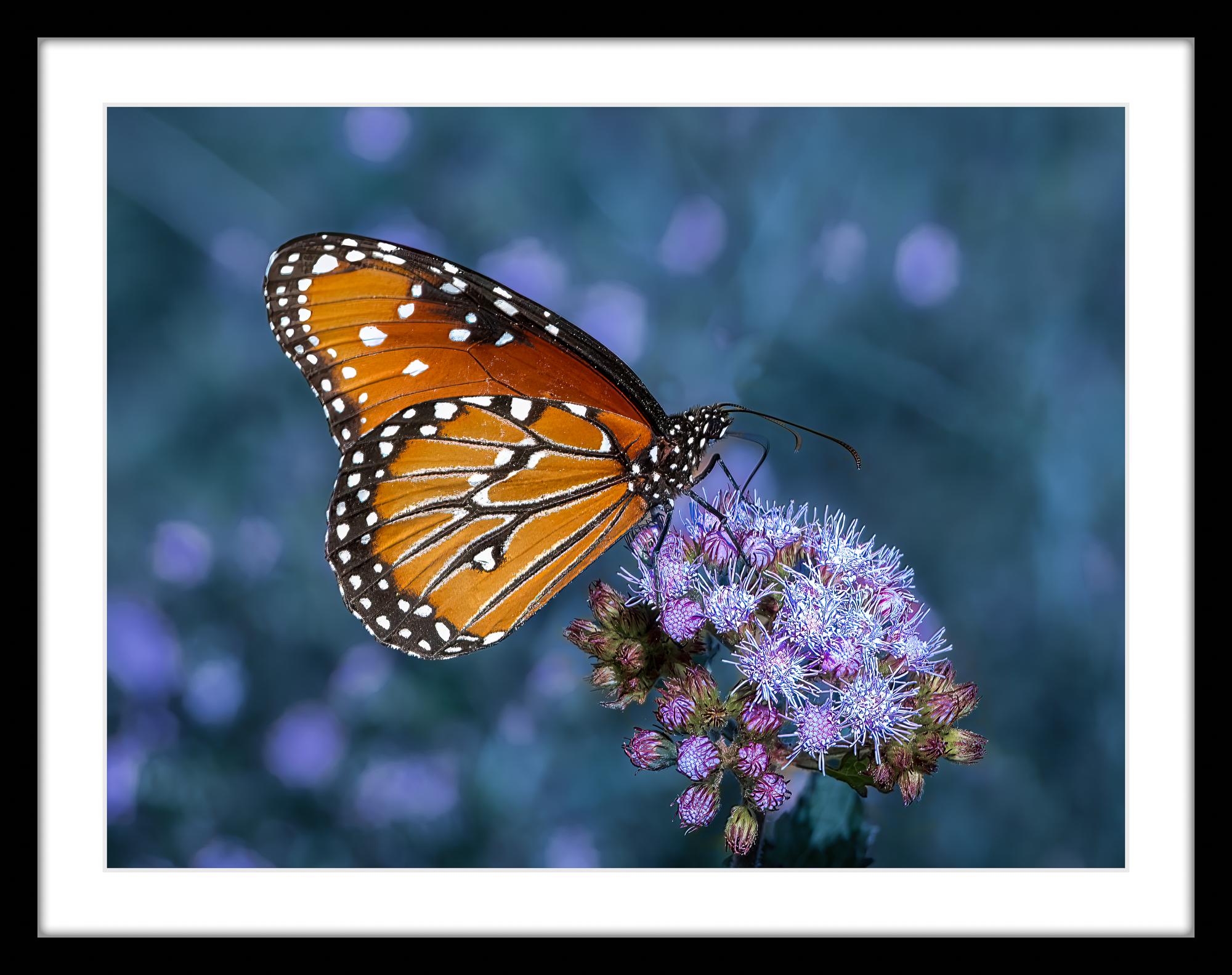 The Queen Fotografie 12 x 16 in Auflage von 20 Schmetterling Nature 2024 im Angebot 3