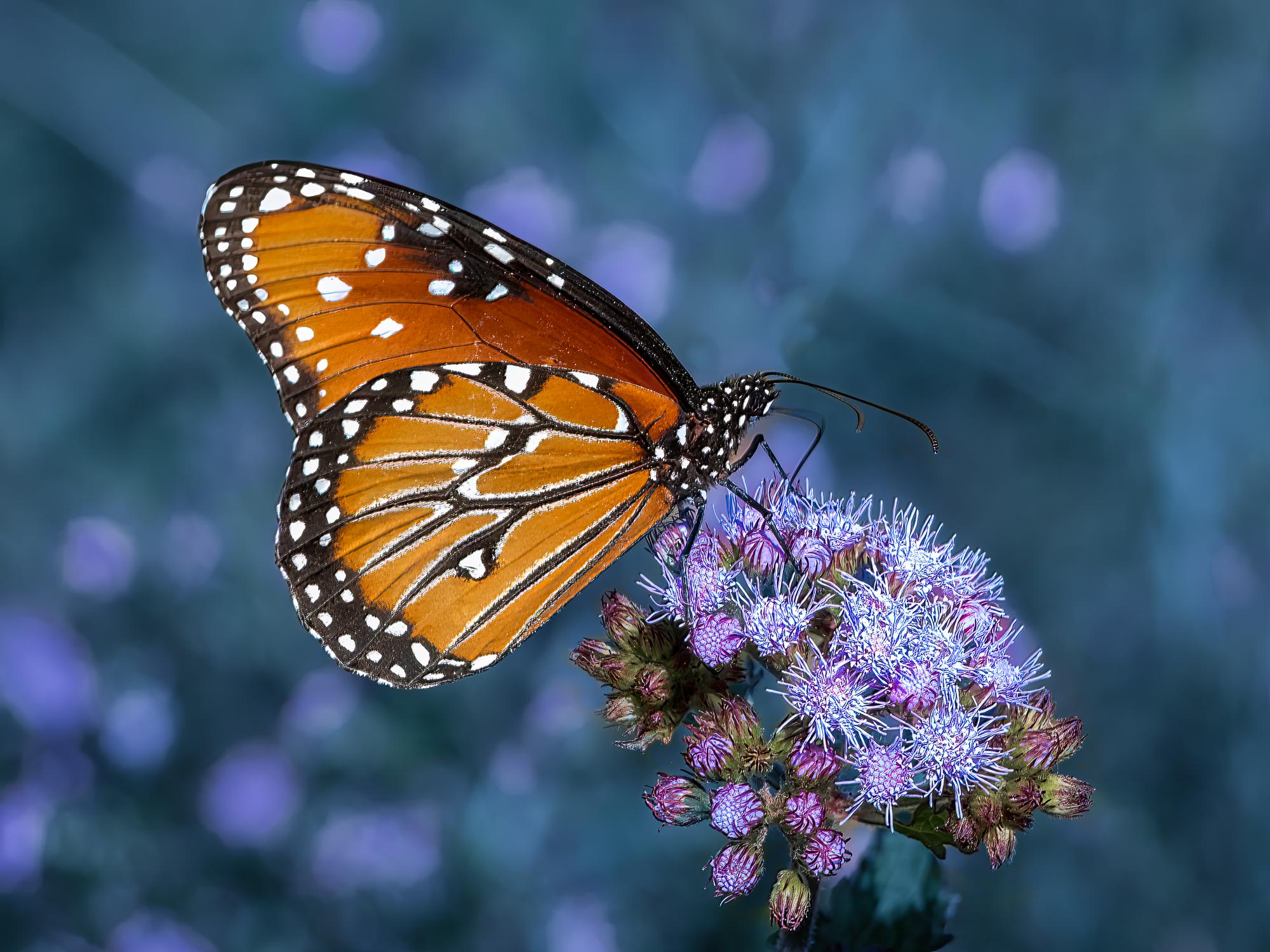“The Queen” Photography 12” x 16” in Edition of 20 Butterfly Nature 2024