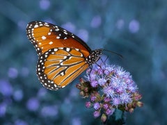 “The Queen” Photography 12” x 16” in Edition of 20 Butterfly Nature 2024