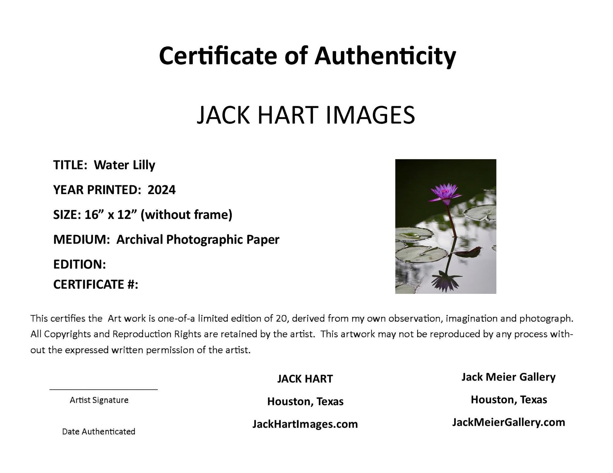 “Water Lilly” Photography 16” x 12” in Edition of 20 Floral Nature 2024 For Sale 1