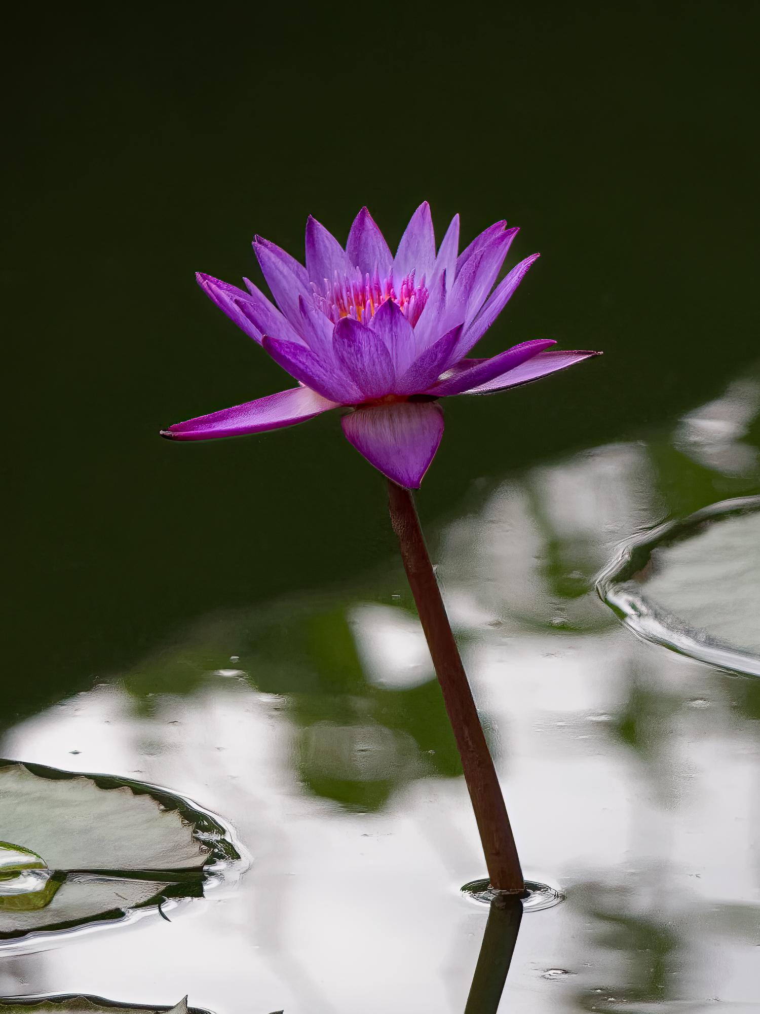 “Water Lilly” Photography 16” x 12” in Edition of 20 Floral Nature 2024 For Sale 2