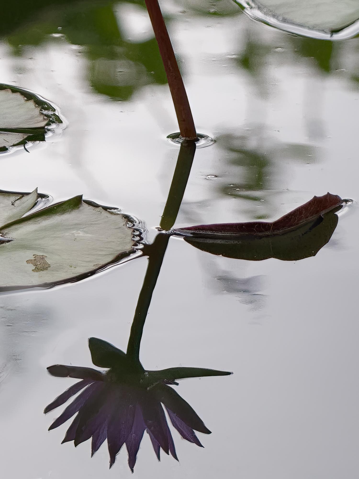 “Water Lilly” Photography 16” x 12” in Edition of 20 Floral Nature 2024 For Sale 3