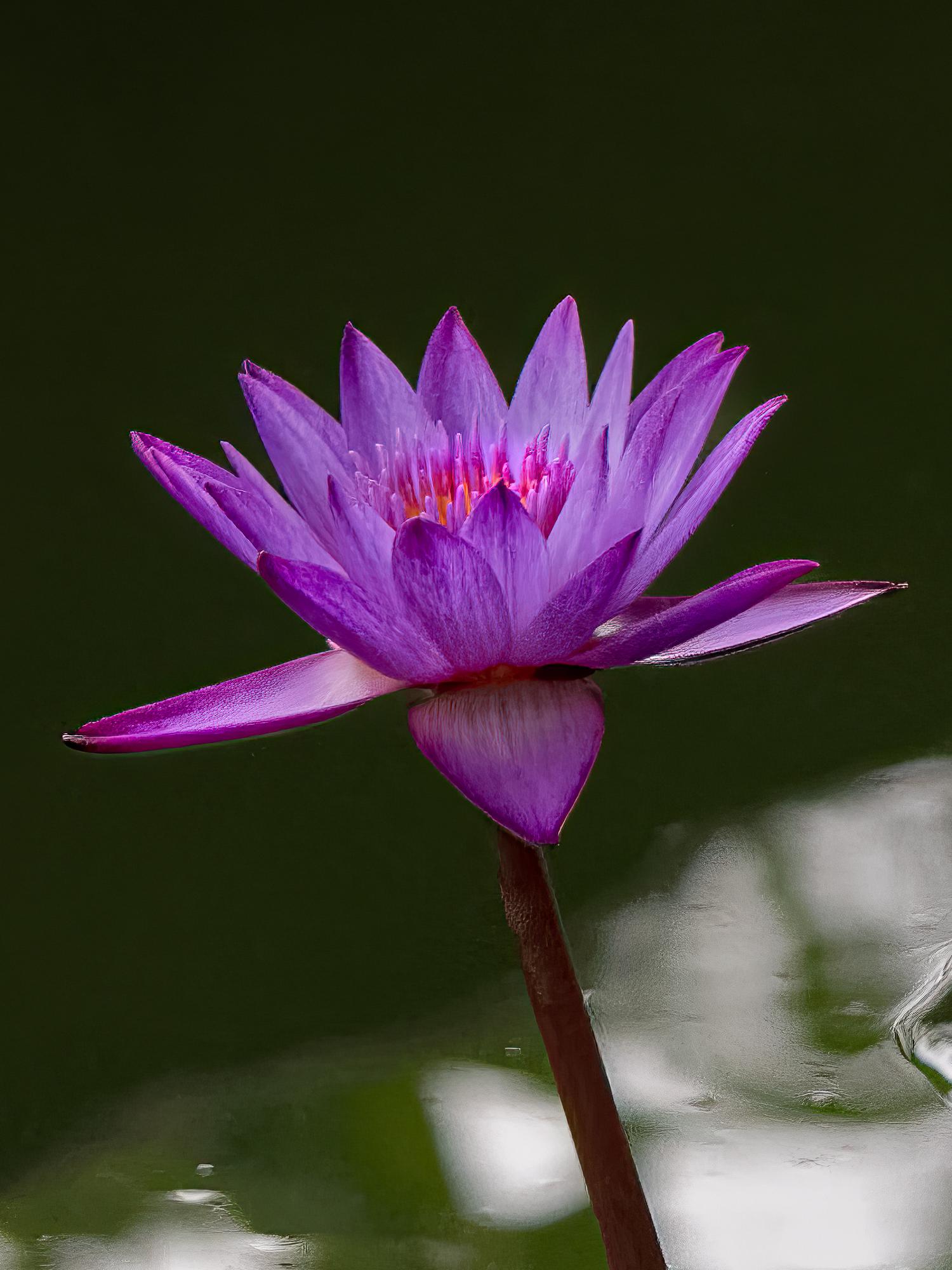 “Water Lilly” Photography 16” x 12” in Edition of 20 Floral Nature 2024 For Sale 4