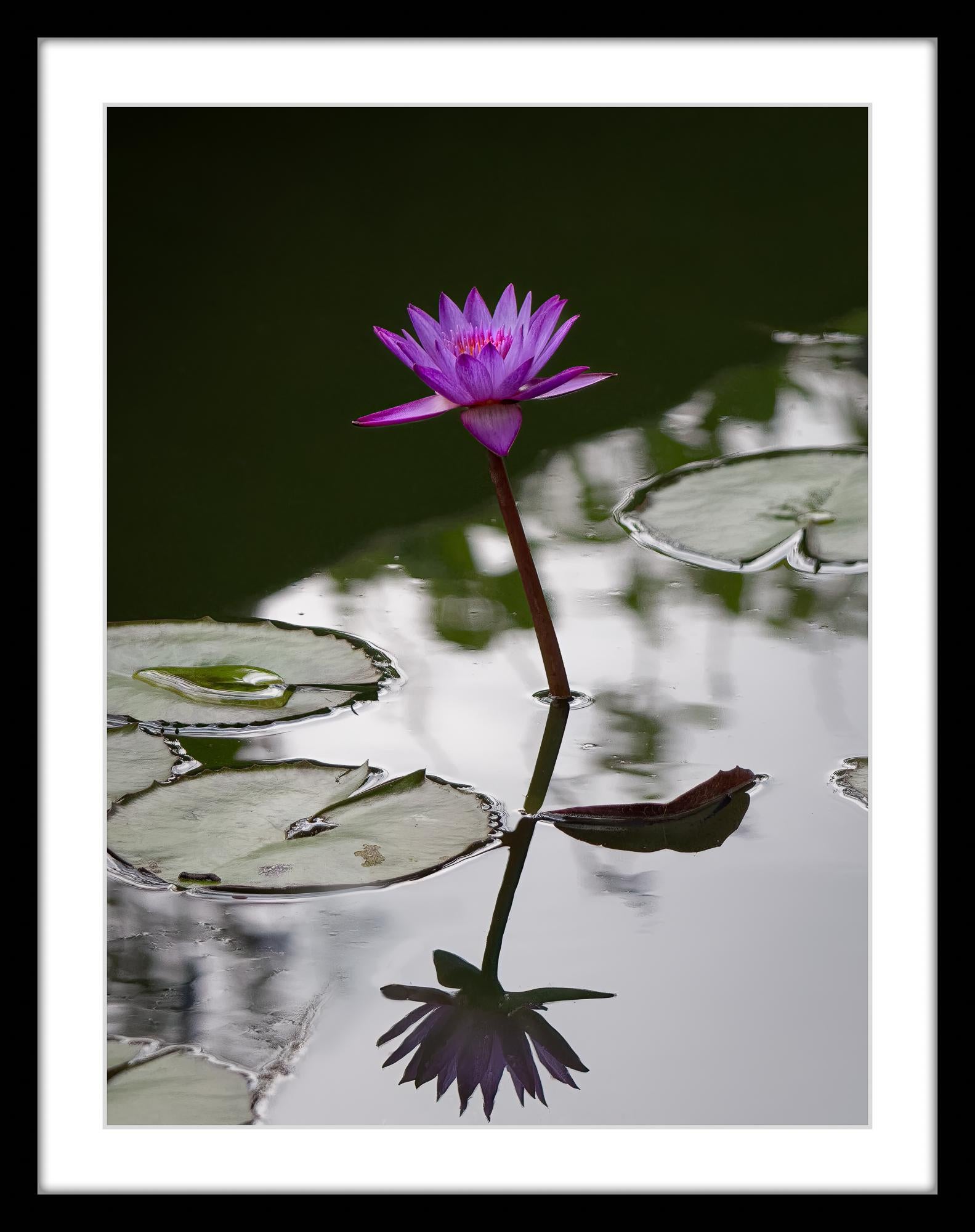 “Water Lilly” Photography 16” x 12” in Edition of 20 Floral Nature 2024 For Sale 5