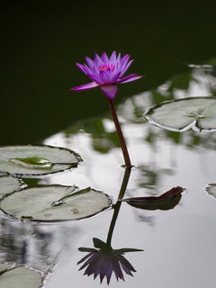 “Water Lilly” Photography 16” x 12” in Edition of 20 Floral Nature 2024