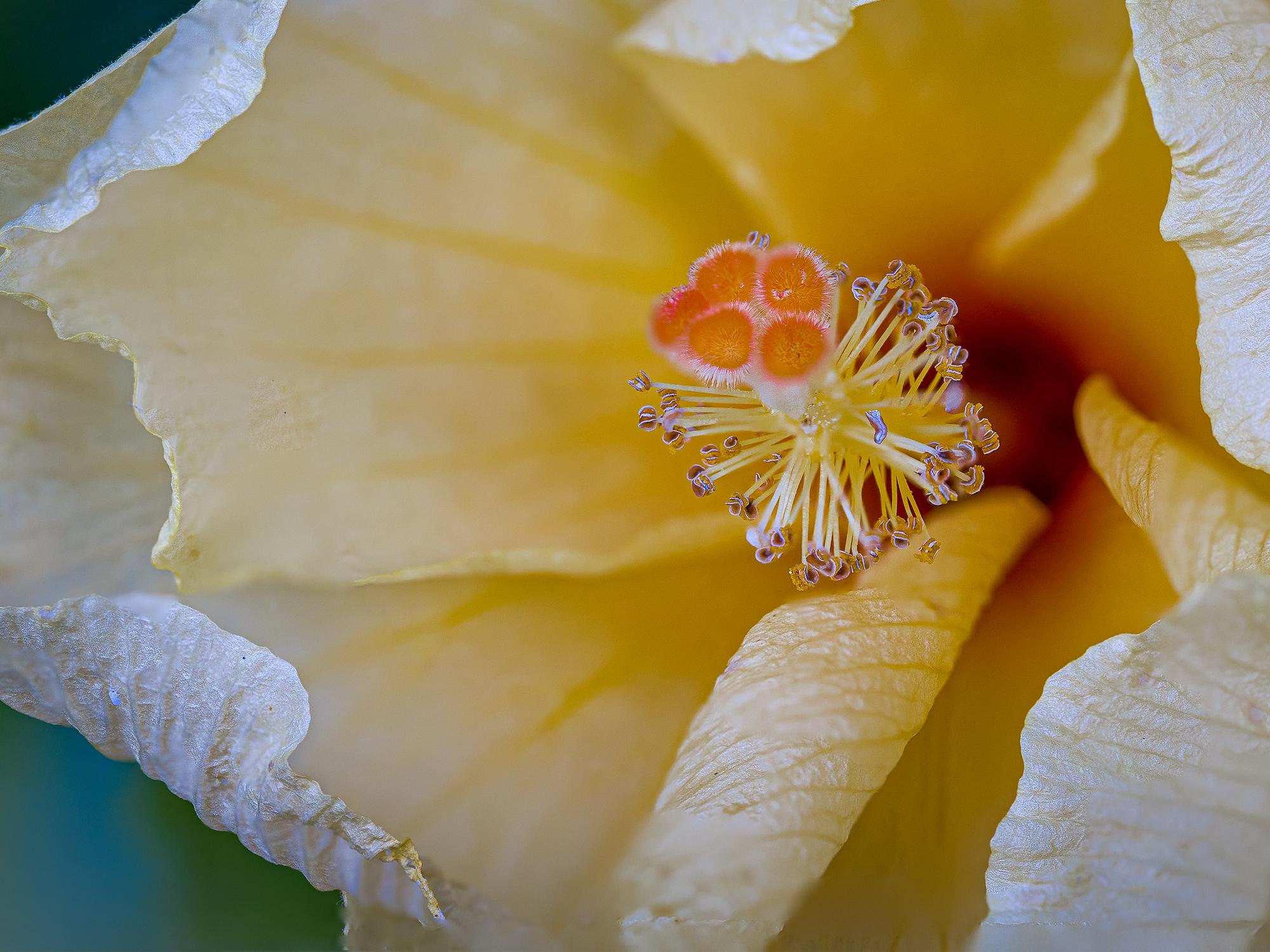 “Yellow Hibiscus” Photography 12” x 16” in Edition of 20 Floral Nature - Brown Color Photograph by Jack Hart