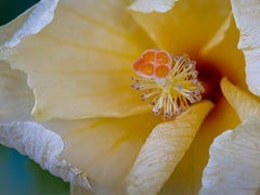 "Ibisco giallo" Fotografia 12" x 16" in edizione di 20 Nature floreali