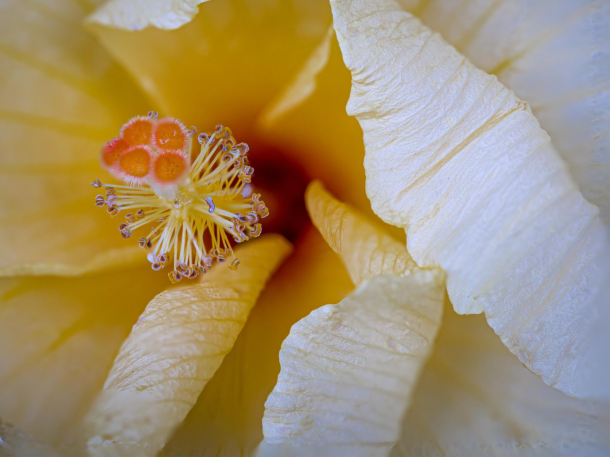 Yellow Hibiscus is a limited edition of 20 by American photographer Jack Hart . Printed on archival Fine Art paper, these limited-edition photographs are designed to preserve the beauty of the original scenes. Each piece is hand-numbered and comes