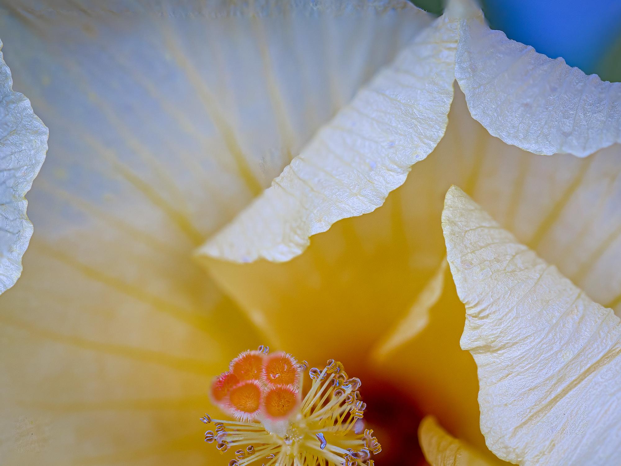 “Yellow Hibiscus” Photography 12” x 16” in Edition of 20 Floral Nature For Sale 1