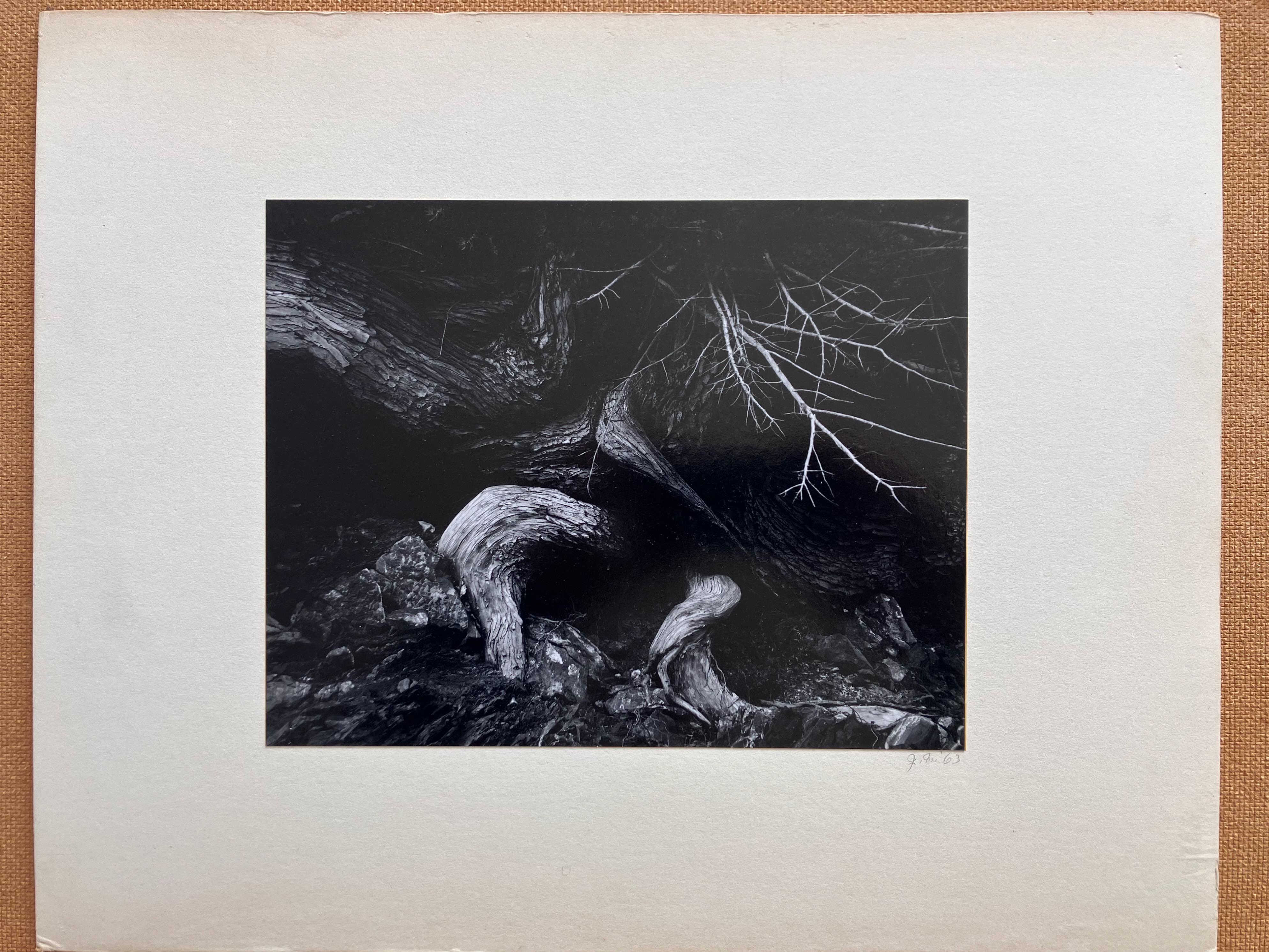 Variation auf Weston – Photograph von Jack Welpott