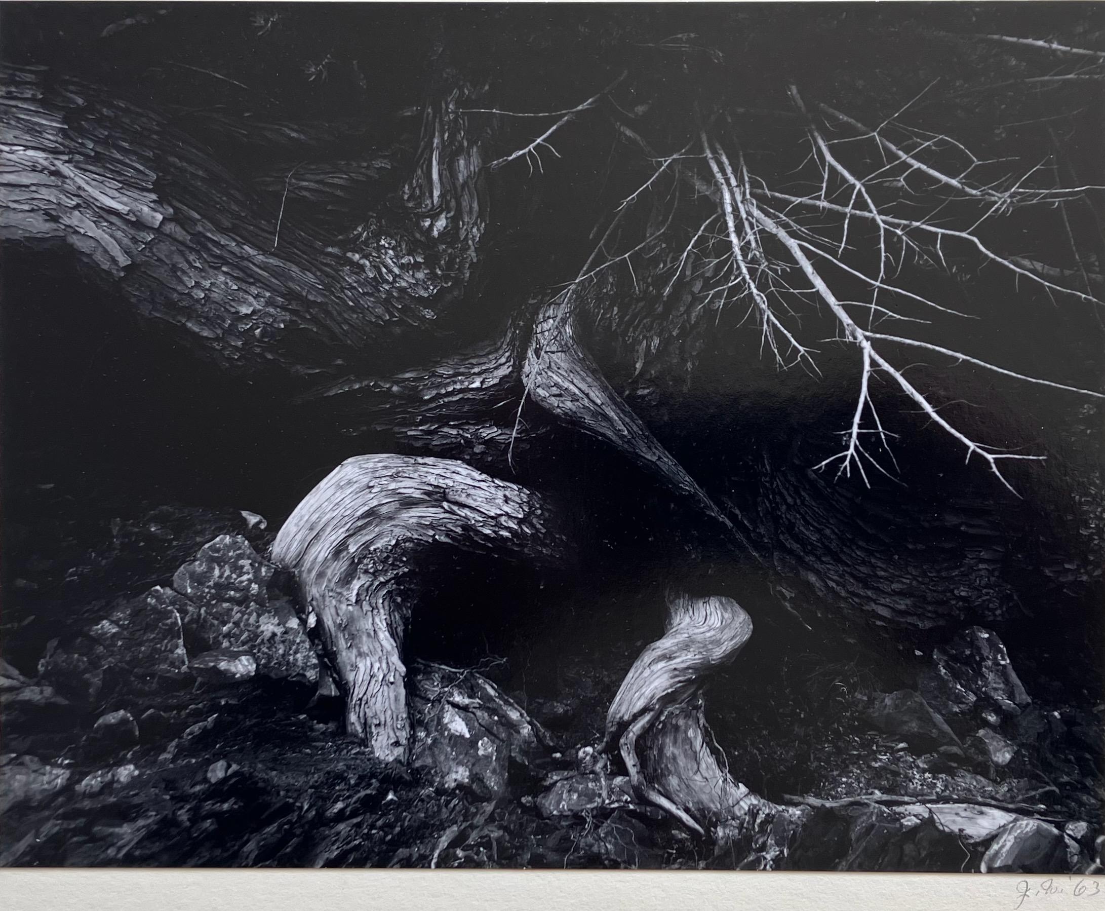 Variation auf Weston (Moderne), Photograph, von Jack Welpott