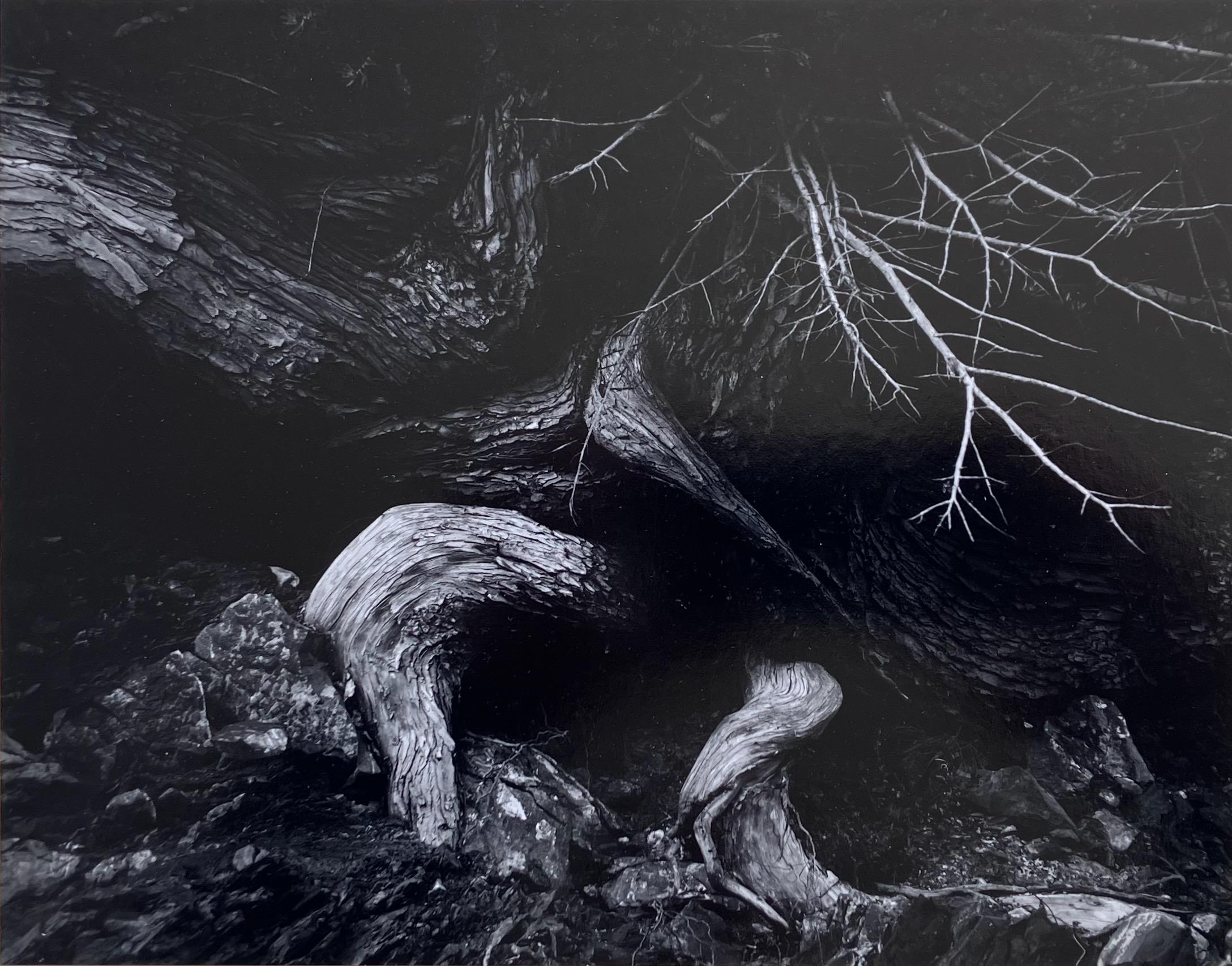 Jack Welpott Black and White Photograph – Variation auf Weston