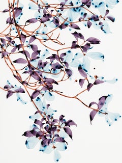 April Frost Cs1, Violet, Bleu pâle Feuilles Botanique, Brown Branches d'arbre