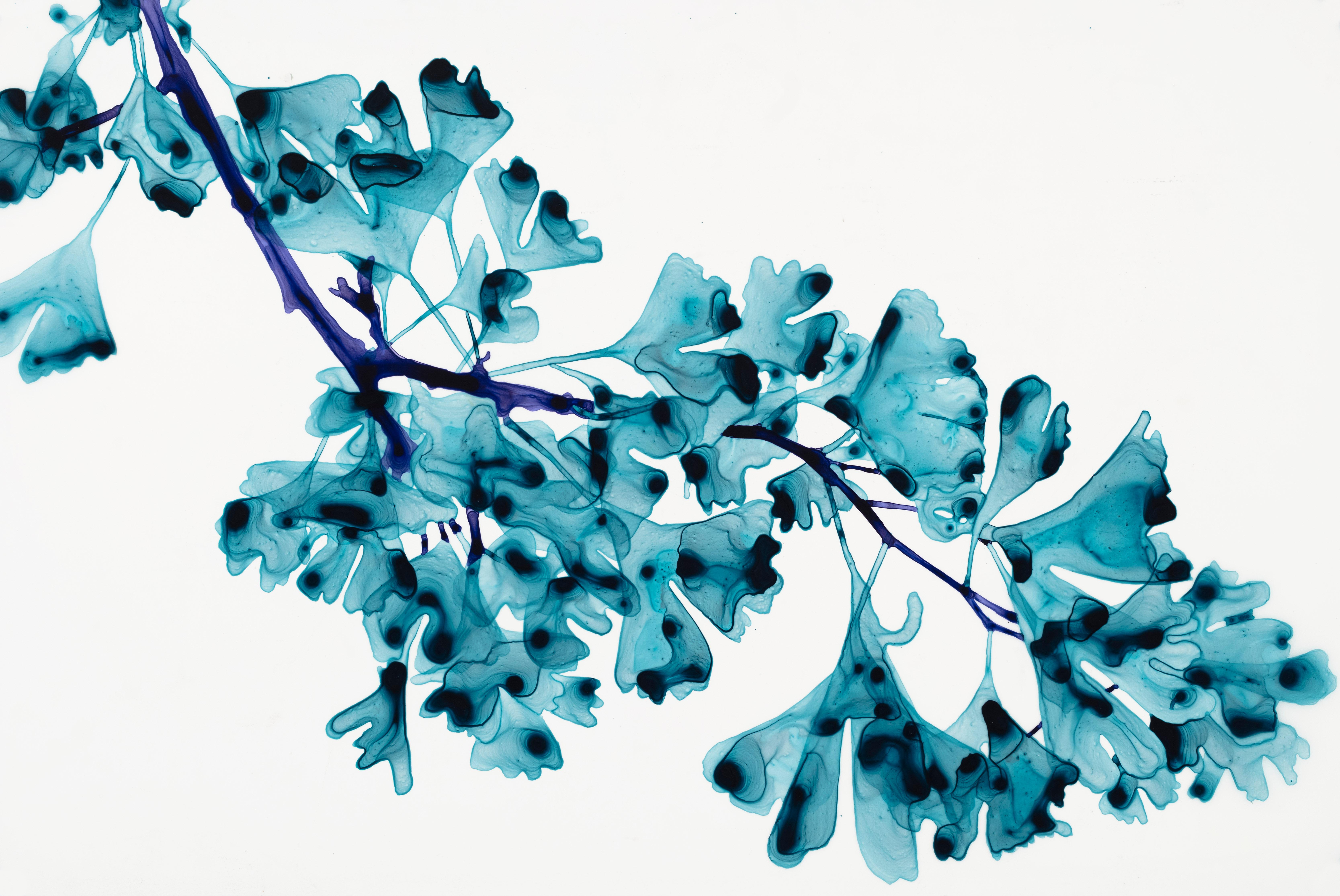 Chimera cs3, Leuchtend blauer botanischer Baum, gemalt auf weißem Mylar – Painting von Jackie Battenfield