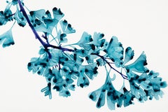 Chimera cs3, Bright Teal Blue Botanical Tree Painting On White Mylar