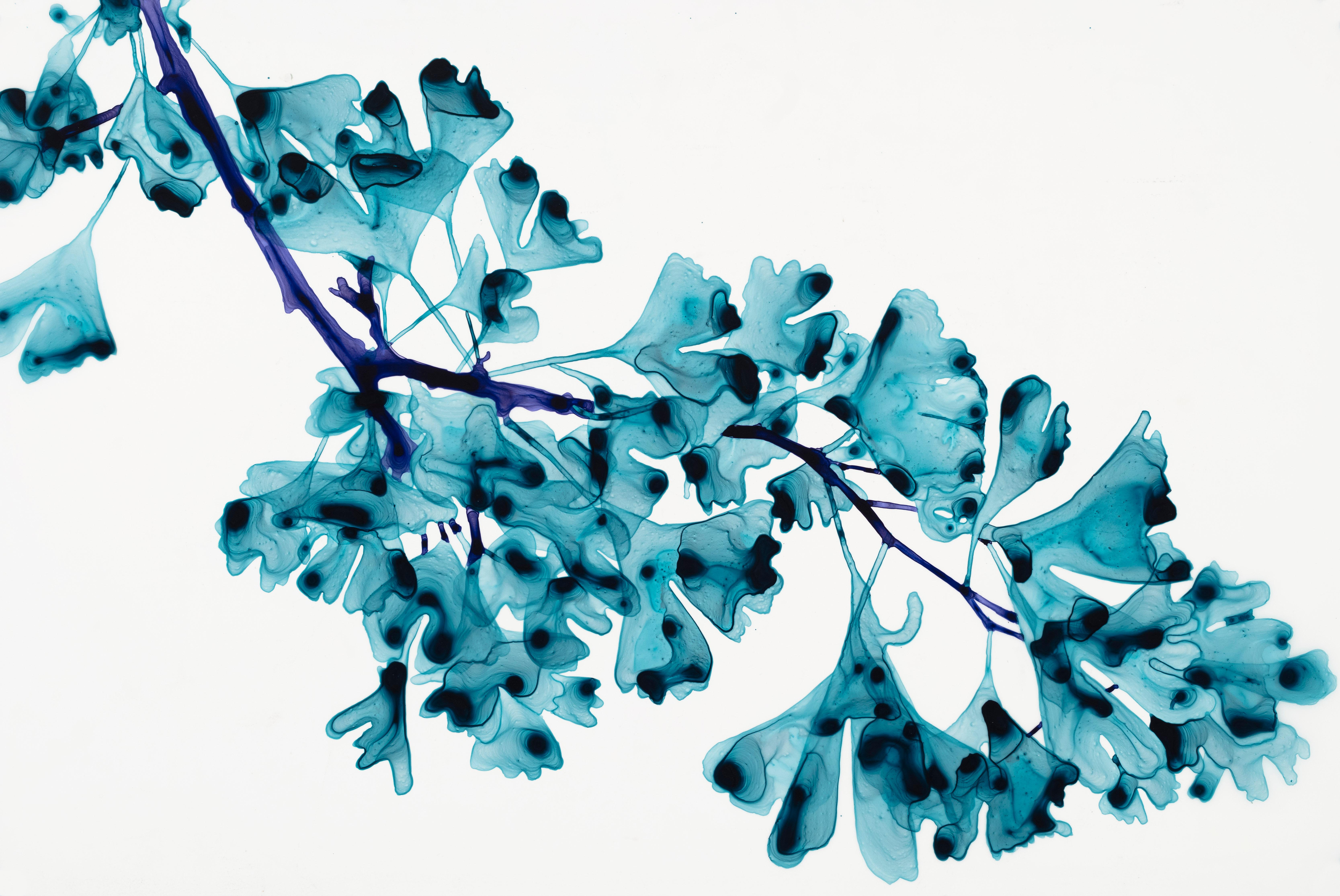 Chimera Cs3 - Albero botanico blu brillante dipinto in Mylar bianco, 2024