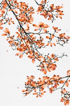 Coral Fling - Contemporary Botanical Painting on Mylar, Orange Tree, 2018