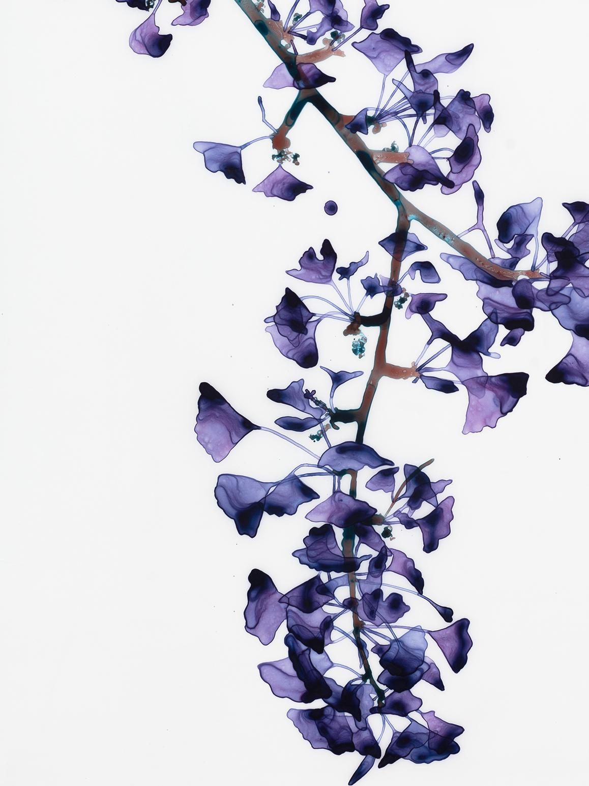 Gingko-Blätter in tiefen Violett- und Lavendeltönen auf zarten braunen Zweigen mit einem Hauch von Türkis heben sich auffallend von dem makellosen weißen Hintergrund dieses vertikalen Gemäldes in Acryl auf Mylar ab. 

Battenfields Werke auf Mylar