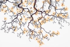Peinture d'arbre botanique de fleur de flanelle sur mylar, pêche d' abricot clair, marron