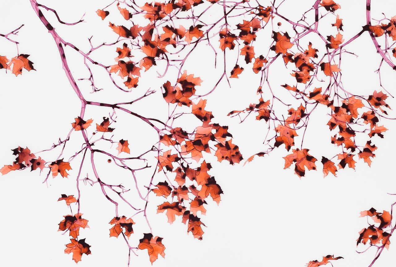 Hot Chimera, Red Leaves, Magenta Pink Branches Botanical Tree Painting On Mylar